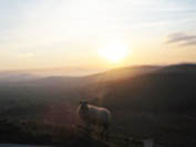 sheep1