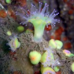 Jewel anemone feeding Ling Rocks cork 150x150