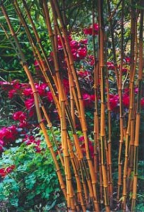 Lassanroe 2