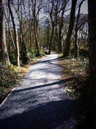 ballincollig regional4